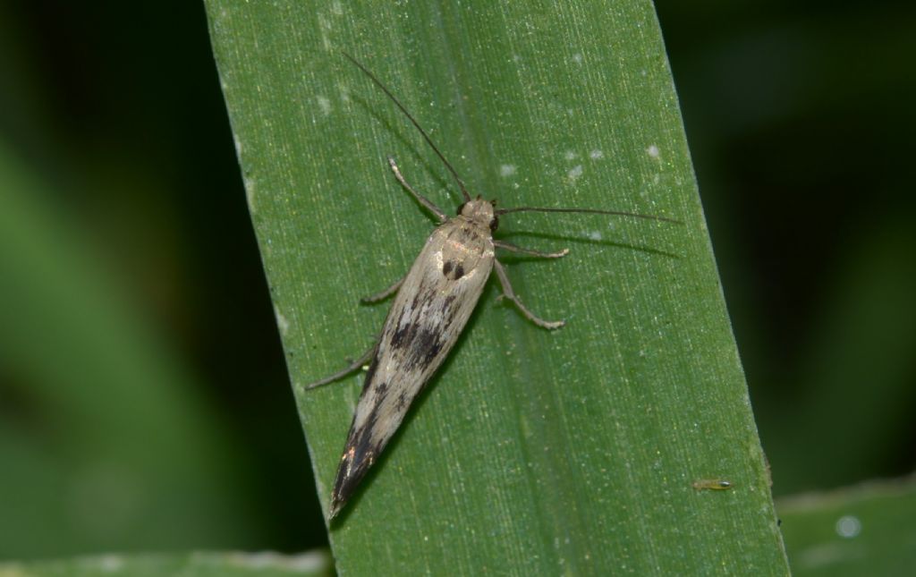 Scythrididae adulto e bruco ?